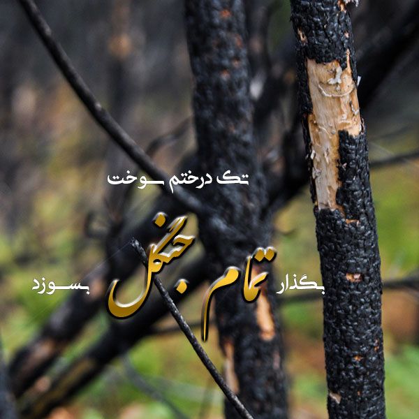 متن در مورد درخت و جنگل + جملات ادبی زیبا در تشبیه جنگل