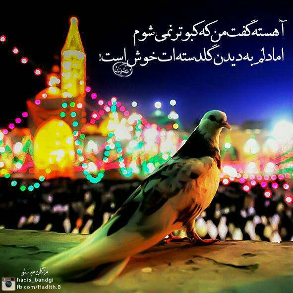 اشعار کبوتر و مجموعه شعر درباره پرنده زیبای کبوتر