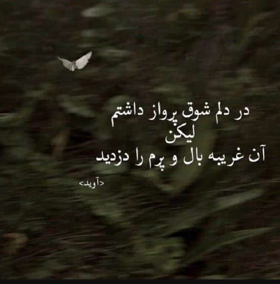 متن پرنده عاشق با برگزیده جملات احساسی عاشقانه درباره پرنده