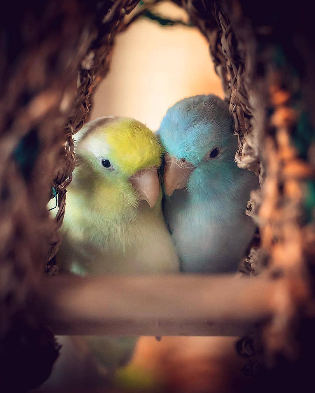 متن پرنده عاشق با برگزیده جملات احساسی عاشقانه درباره پرنده