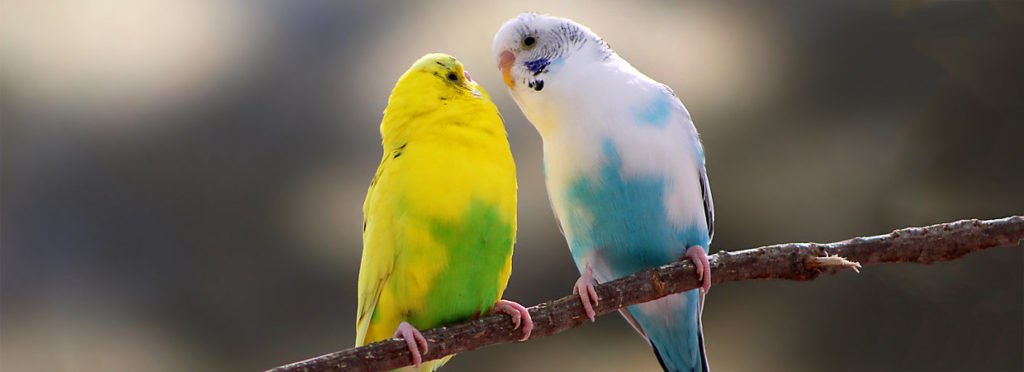 متن پرنده عاشق با برگزیده جملات احساسی عاشقانه درباره پرنده