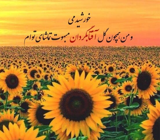 کپشن گل آفتابگردان با متن و جملات احساسی زیبای گل آفتابگردان