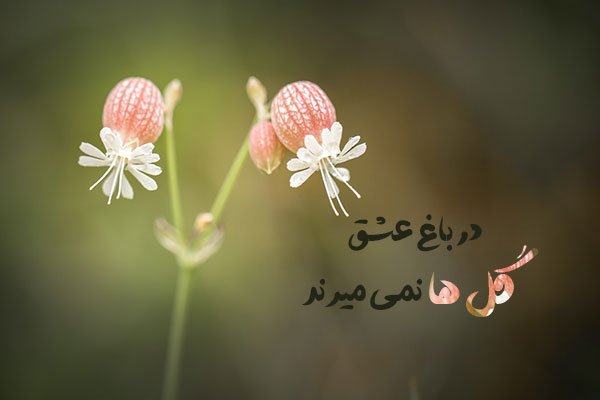 کپشن در وصف گل با جملات کوتاه زیبا برای پست