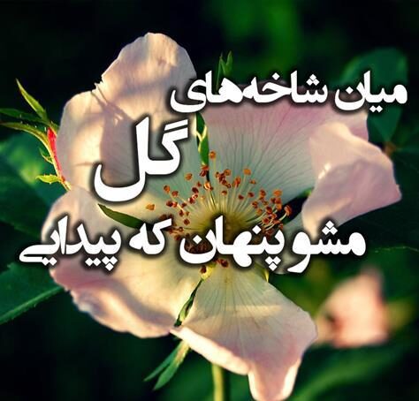 کپشن در وصف گل با جملات کوتاه زیبا برای پست