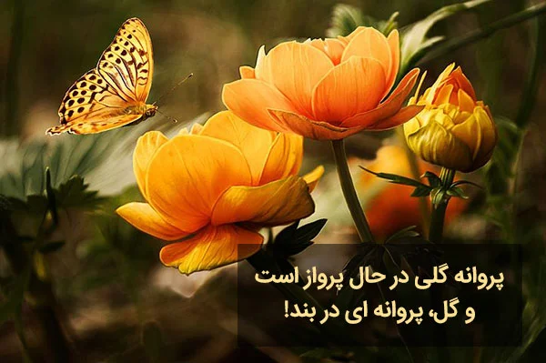 شعر پروانه و اشعار با واژه پروانه (اشعار تک بیتی زیبا)