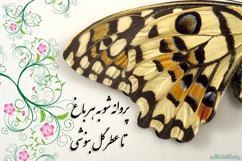 شعر پروانه و اشعار با واژه پروانه (اشعار تک بیتی زیبا)