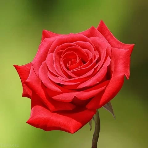 شعر گل پژمرده با متن های احساسی درباره گل های خشک و پژمرده