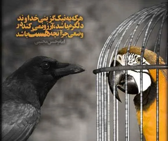 متن در مورد کلاغ و جملات ادبی سنگین با توصیف کلاغ