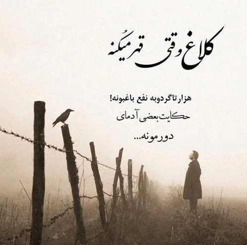 متن در مورد کلاغ و جملات ادبی سنگین با توصیف کلاغ