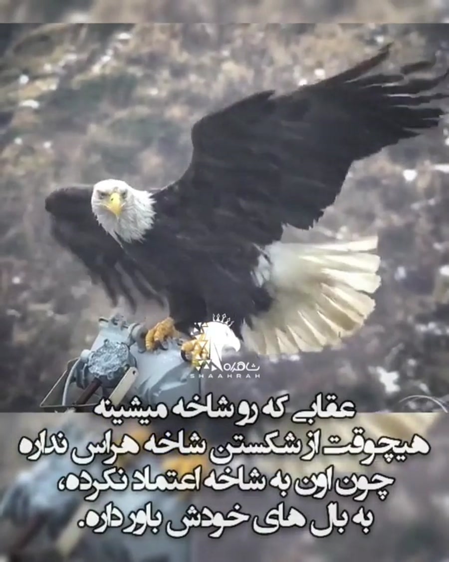 متن درباره عقاب؛ اشعار و جملات زیبا در مورد عقاب