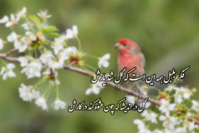 شعر در وصف غنچه و اشعار کوتاه با کلمه غنچه گل از شاعران معروف