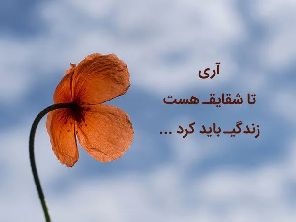 شعر گل شقایق؛ متن ادبی و جملات زیبا با گل شقایق