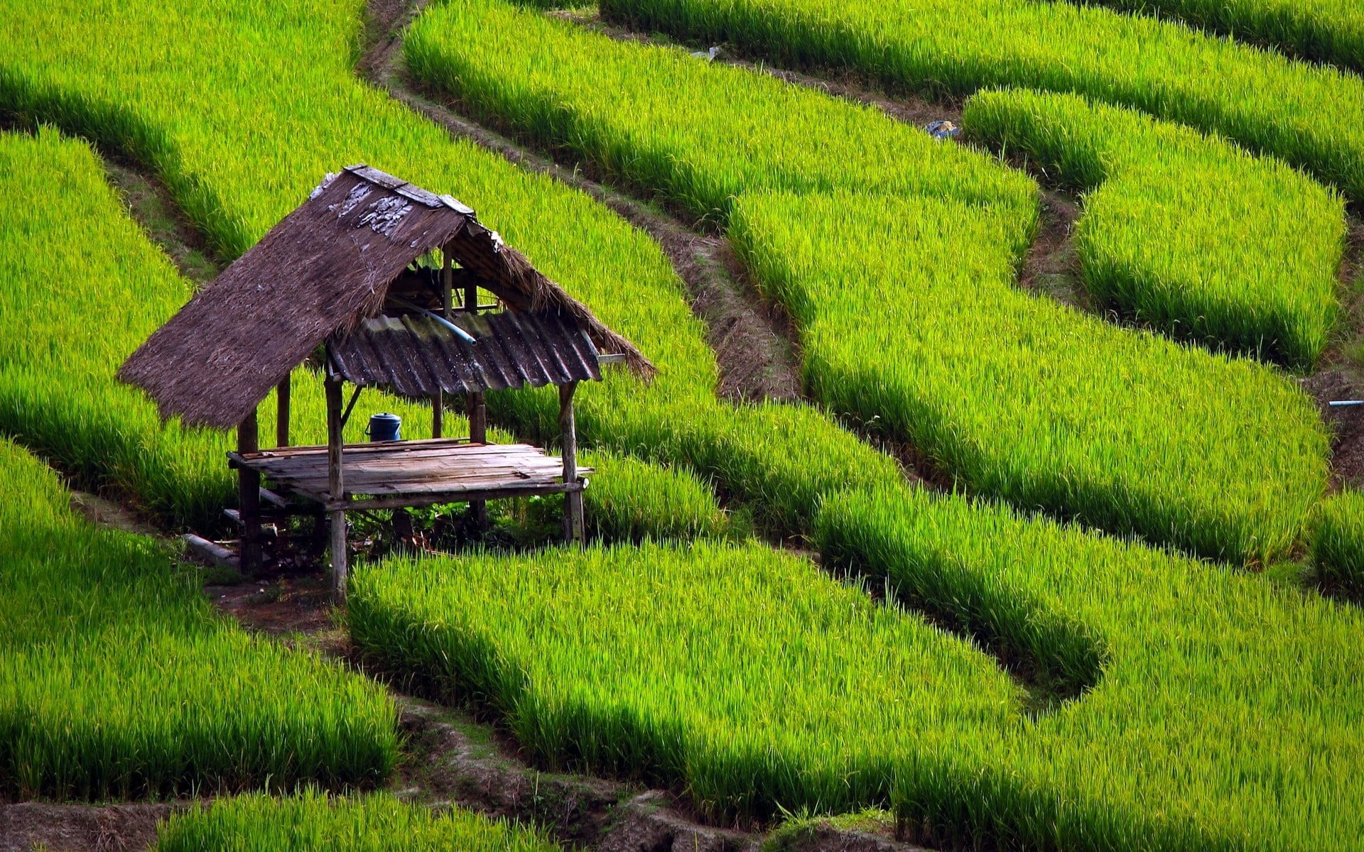 متن شالیزار؛ جملات زیبا و اشعار درباره شالیزارهای زیبای شمال
