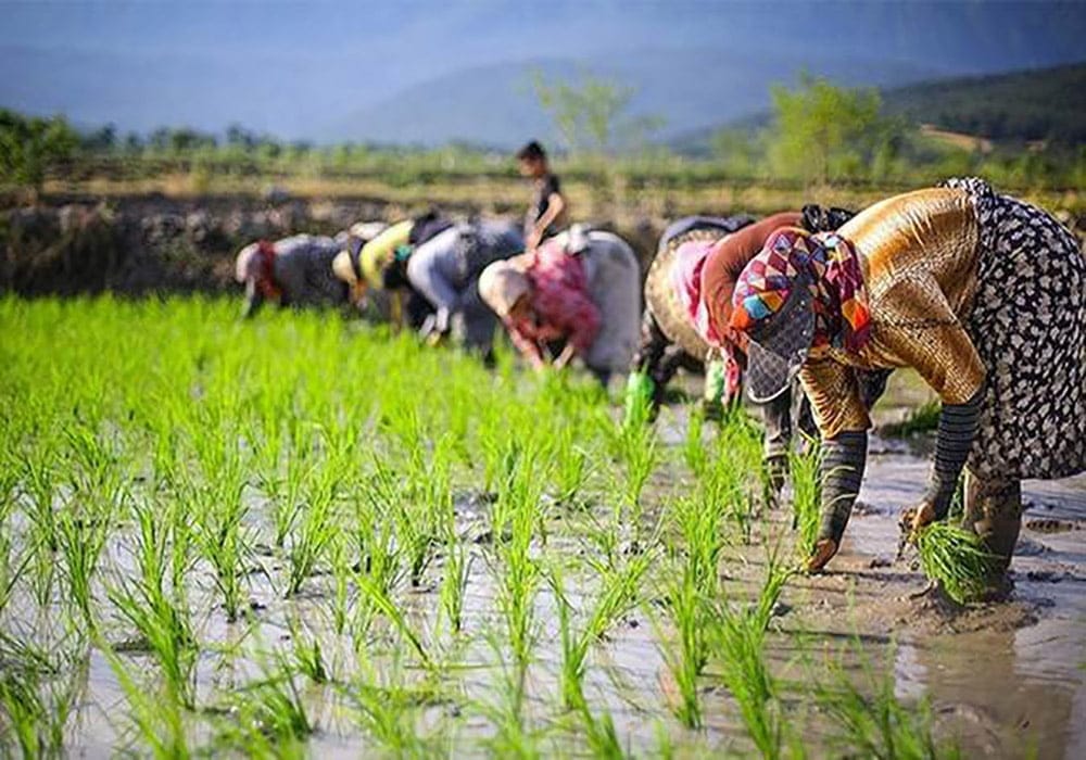متن شالیزار؛ جملات زیبا و اشعار درباره شالیزارهای زیبای شمال