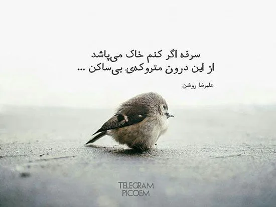 شعر پرنده؛ مجموعه اشعار عاشقانه تک بیتی، دو بیتی و بلند درباره پرنده