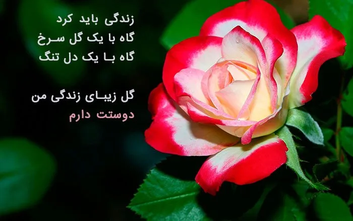 کپشن گل سرخ عاشقانه؛ جملات ادبی زیبای احساسی با موضوع گل قرمز