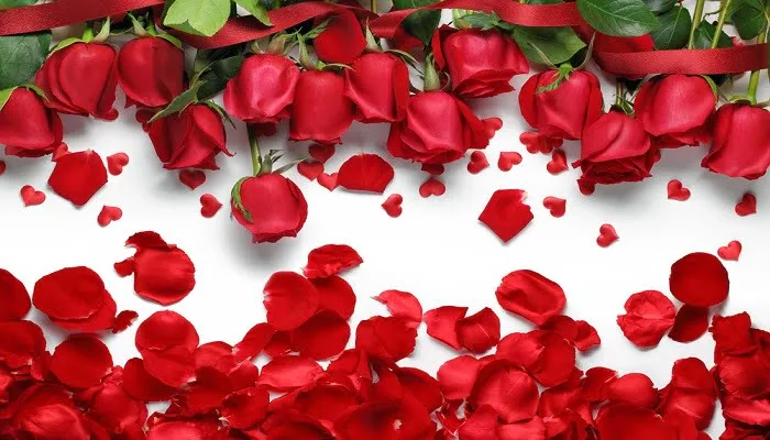 کپشن گل سرخ عاشقانه؛ جملات ادبی زیبای احساسی با موضوع گل قرمز