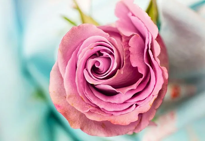 کپشن گل سرخ عاشقانه؛ جملات ادبی زیبای احساسی با موضوع گل قرمز