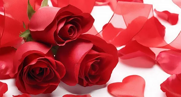 کپشن گل سرخ عاشقانه؛ جملات ادبی زیبای احساسی با موضوع گل قرمز