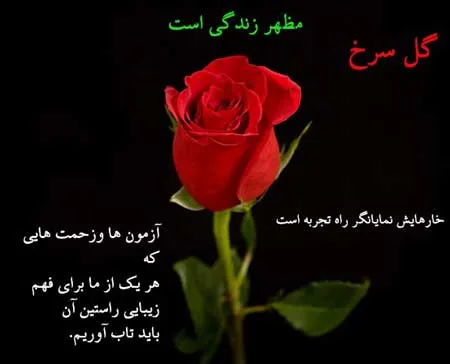 شعر و متن در مورد گل؛ جملات احساسی درباره زیبایی گل