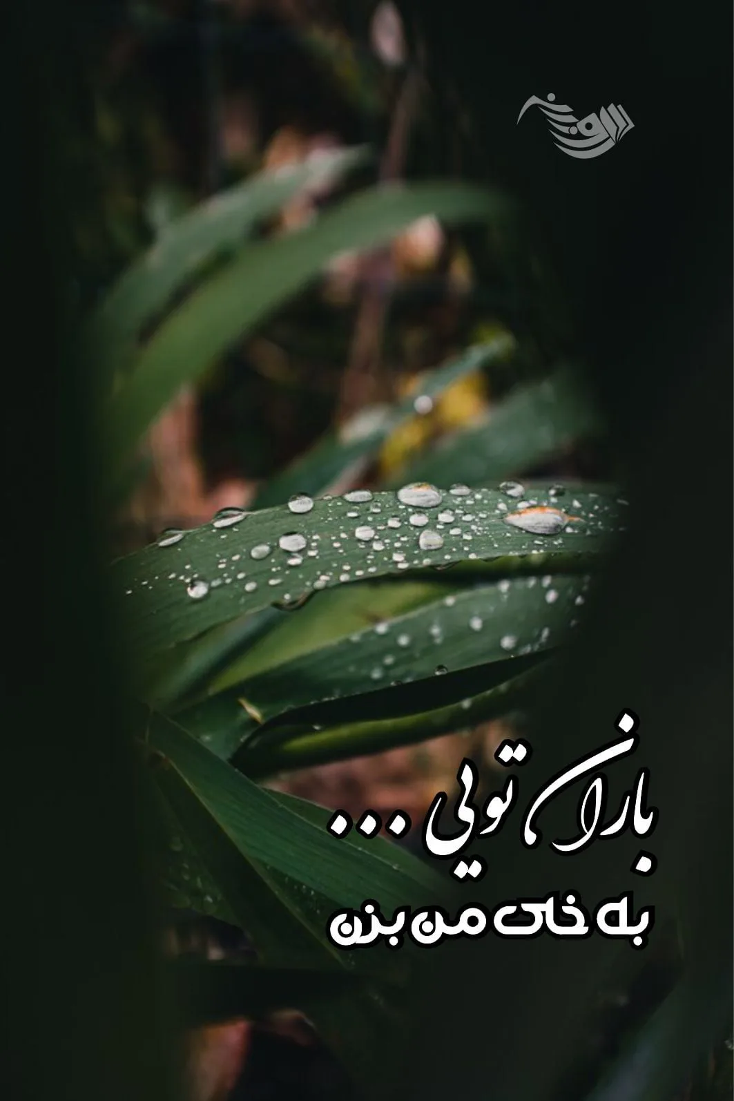 قشنگ ترین جملات درباره باران؛ 200 شعر و جملات زیبای باران عاشقانه