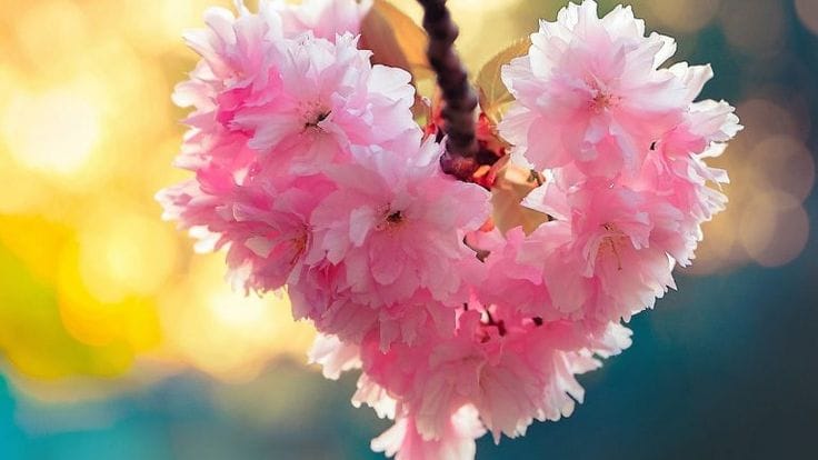 جملات عاشقانه بهاری + متن های کوتاه و خاص در مورد زیبایی فصل بهار