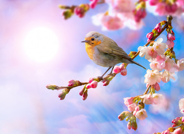 اشعار شکوفه های بهاری و مجموعه شعر سرسبزی و زیبایی بهار