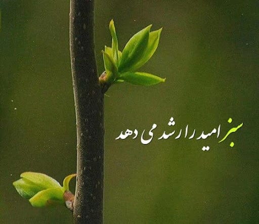 متن و شعر درباره رنگ سبز (اشعار و جملات احساسی سبز رنگ)