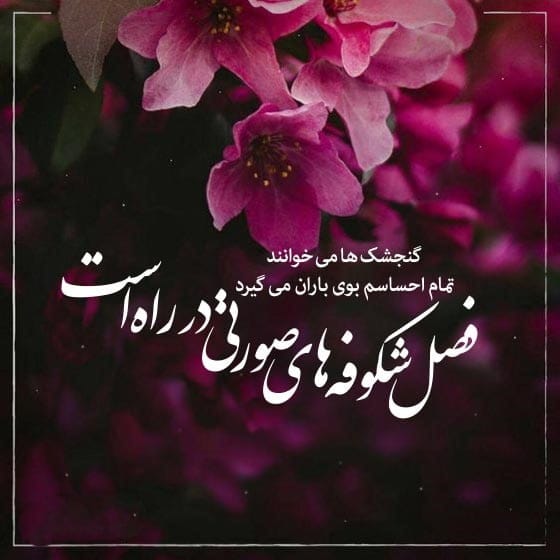 شعر و متن درباره رنگ صورتی ( جملات جالب در مورد رنگ صورتی )