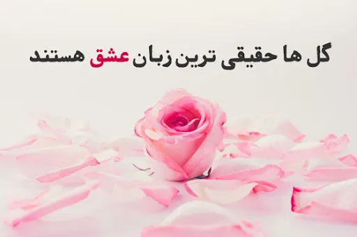 جملات احساسی در مورد گل (50 متن و شعر در مورد گل های زیبا)