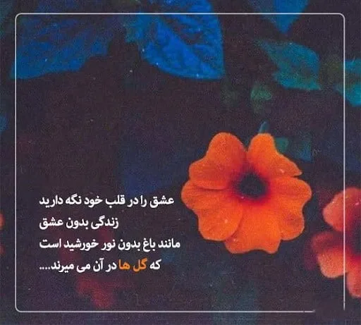 جملات احساسی در مورد گل (50 متن و شعر در مورد گل های زیبا)