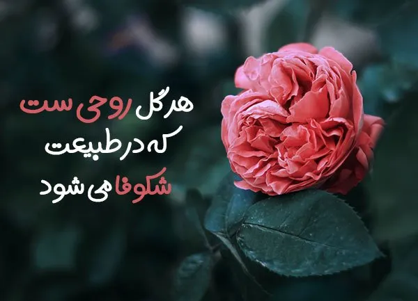 جملات احساسی در مورد گل (50 متن و شعر در مورد گل های زیبا)