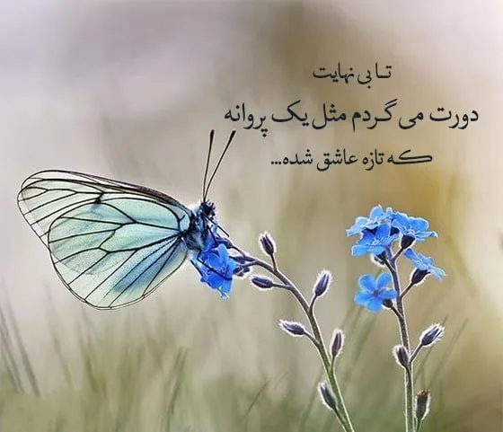 جملات احساسی در مورد گل (50 متن و شعر در مورد گل های زیبا)
