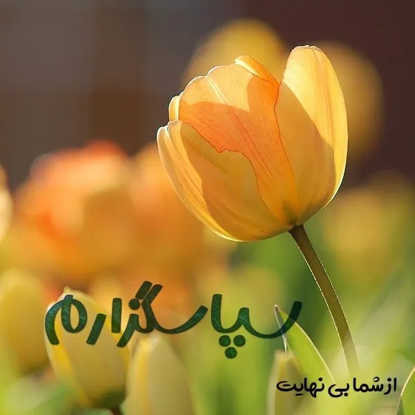 جملات زیبا برای تشکر؛ 50 متن رسمی و صمیمانه سپاسگزاری از عزیزان