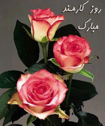 متن تبریک روز کارمند 1403 + جملات رسمی و ادبی با عکس پروفایل روز 4 شهریور
