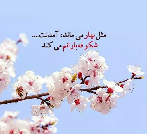 متن در مورد بهار و شکوفه؛ شعر و جملات ناب در وصف بهار