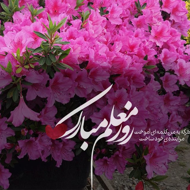 تبریک روز معلم به خواهر و برادر با جملات کوتاه و متن روزت مبارک