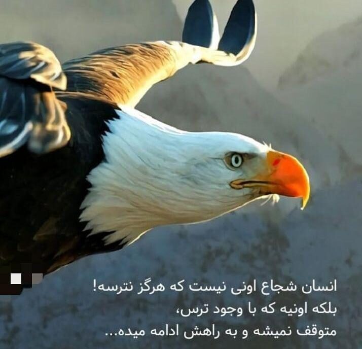 جملات انگیزشی شجاعت (نقل قول های زیبا در مورد شجاع بودن با متن های مثبت)