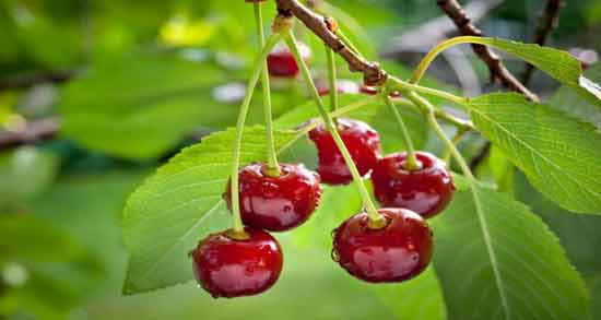 آلبالو و خون ؛ فواید خوردن آلبالو برای درمان کم خونی