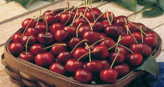 آلبالو و کرونا ؛ خواص و مضرات خوردن آلبالو برای افراد کرونایی