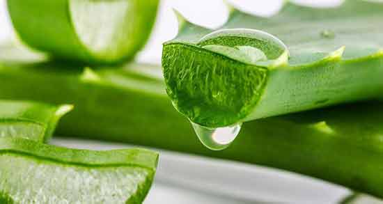 آلوئه ورا در درمان دیابت ؛ خاصیت مصرف آلوئه ورا برای افراد دیابتی
