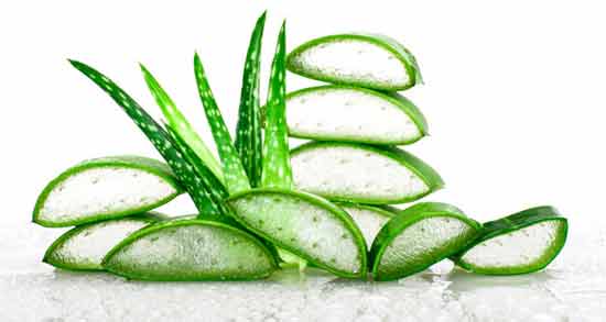 آلوئه ورا در شیردهی و خواص و مضرات مصرف آلوئه ورا برای شیر مادر آلوئه ورا در شیردهی ؛ خواص و مضرات مصرف آلوئه ورا برای شیر مادر