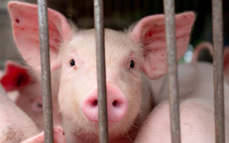 آنفولانزای خوکی چیست؟ نشانه ها و خطرات + روش درمان آنفولانزای خوکی چیست؟ نشانه ها و خطرات + روش درمان