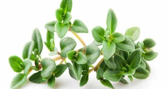 آویشن برای زردی نوزاد ؛ فواید استفاده از آویشن برای درمان زردی نوزاد