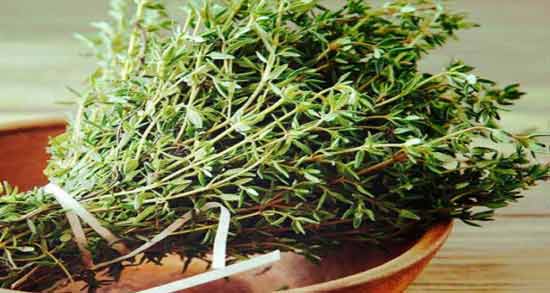 آویشن برای نوزاد ۶ ماهه ؛ فواید و مضرات آویشن برای نوزاد ۶ ماهه
