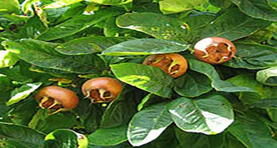 آیا ازگیل قند دارد ؛ ایا مصرف میوه ازگیل برای دیابت زنان باردار مضر است