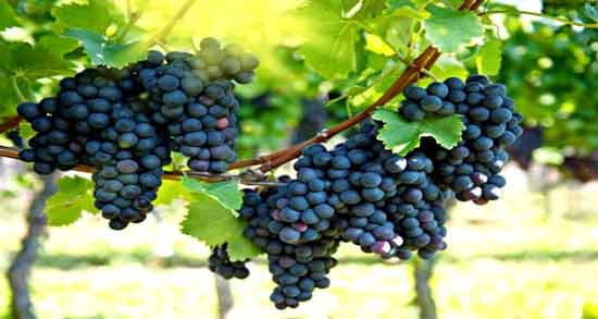 آیا انگور برای سرماخوردگی بد است و تاثیر خوردن انگور برای سرماخوردگی آیا انگور برای سرماخوردگی بد است ؛ تاثیر خوردن انگور برای سرماخوردگی