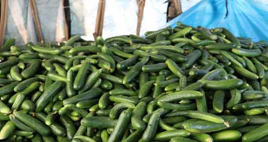 آیا خیار چاق کننده است ؛ تاثیر خوردن خیار برای افزایش وزن