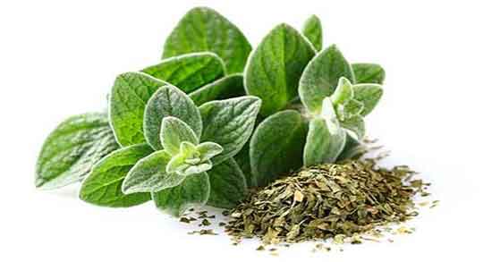 آیا پونه باعث چاقی میشود ایا مصرف پونه برای چاقی صورت و بدن مفیده