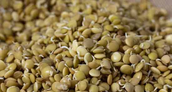 ارزش غذایی جوانه عدس ؛ آشنایی با خواص و ارزش غذایی جوانه عدس